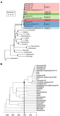 Phylogenomics and the first higher taxonomy of Placozoa, an ancient and enigmatic animal phylum